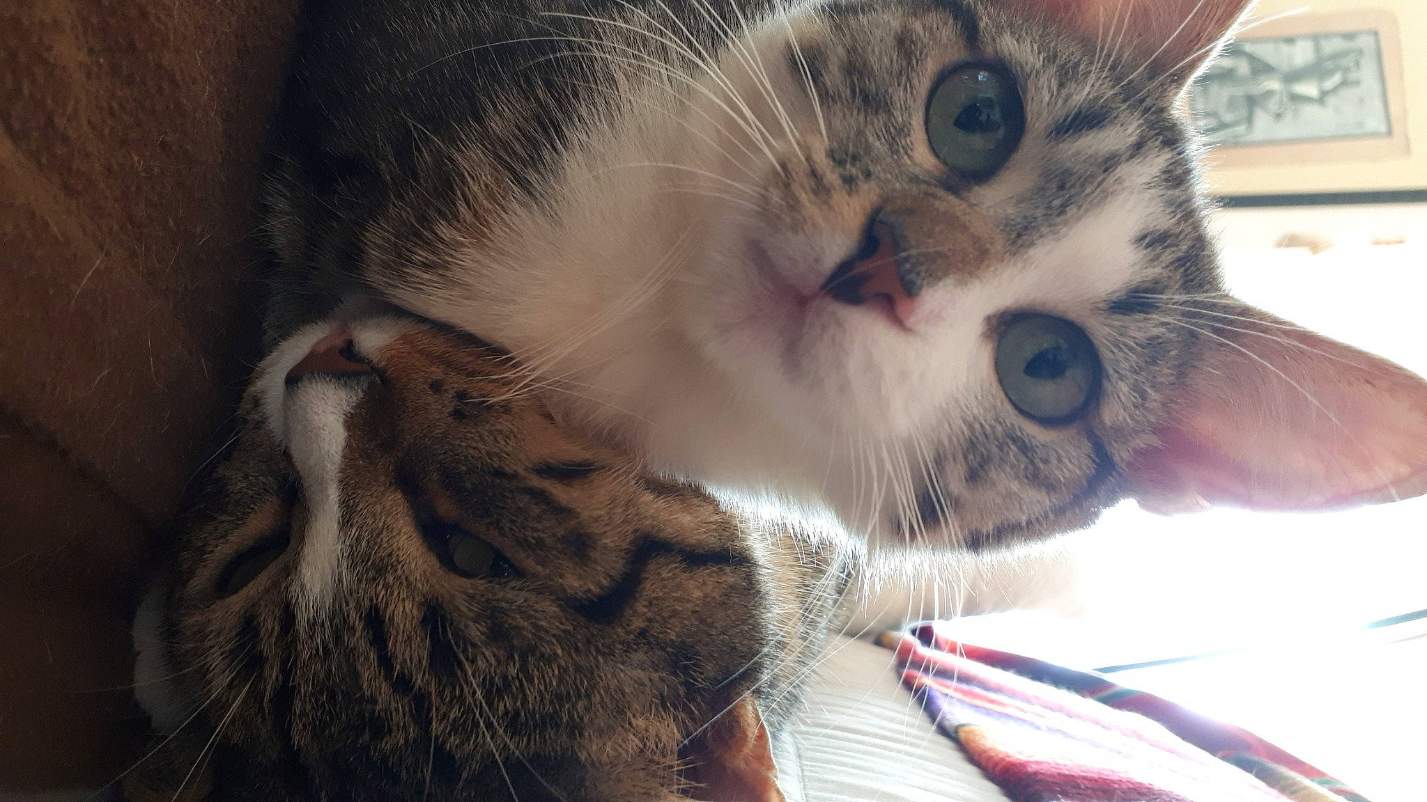 Tagada a rejoint le concours — aidez-le/la à gagner de superbes lots ! aegean_cat, american_shorthair, american_wirehair, asian, carnivore, cat, close_up, domestic_short_haired_cat, dragon_li, european_shorthair, eye, felidae, fur, kitten, mammal, nose, small_to_medium_sized_cats, snout, tabby_cat, whiskers