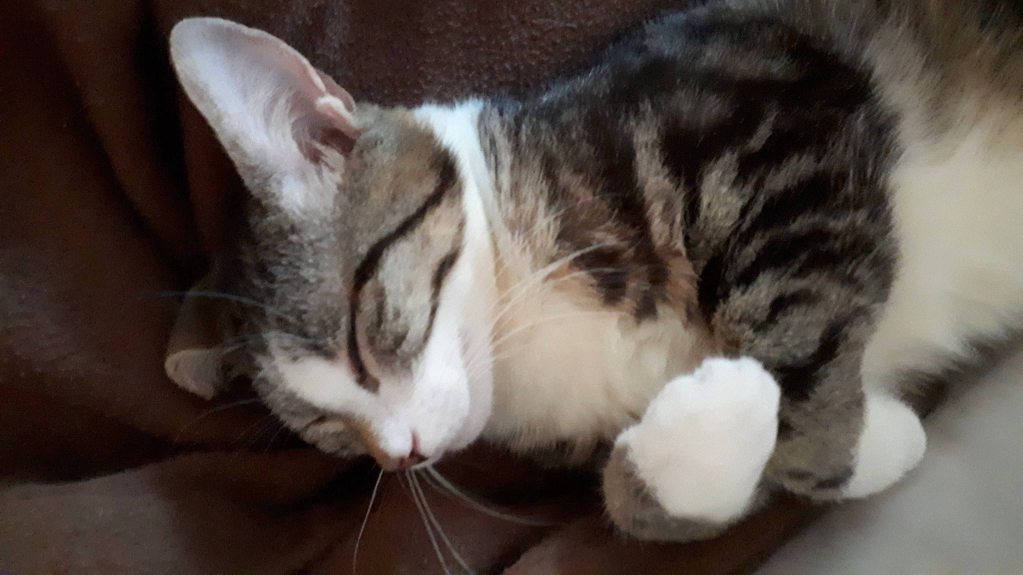 Tagada a rejoint le concours — aidez-le/la à gagner de superbes lots ! aegean_cat, american_shorthair, american_wirehair, asian, carnivore, cat, domestic_short_haired_cat, dragon_li, european_shorthair, facial_expression, felidae, fur, mammal, nap, paw, small_to_medium_sized_cats, snout, tabby_cat, vertebrate, whiskers