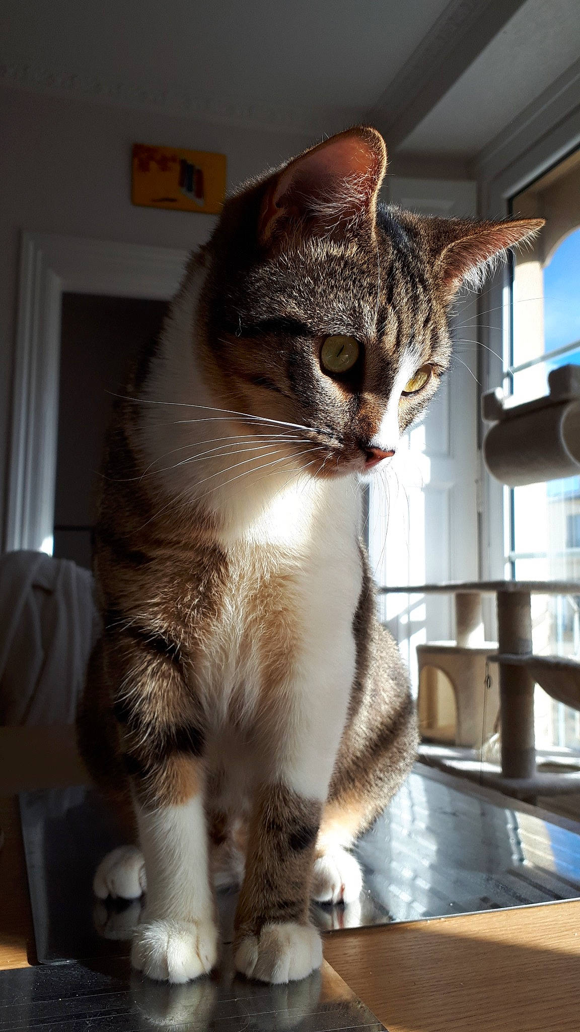 Grougrou a rejoint le concours — aidez-le/la à gagner de superbes lots ! aegean_cat, american_shorthair, american_wirehair, asian, carnivore, cat, chausie, domestic_short_haired_cat, dragon_li, european_shorthair, felidae, fur, mammal, paw, polydactyl_cat, small_to_medium_sized_cats, snout, sokoke, tabby_cat, whiskers