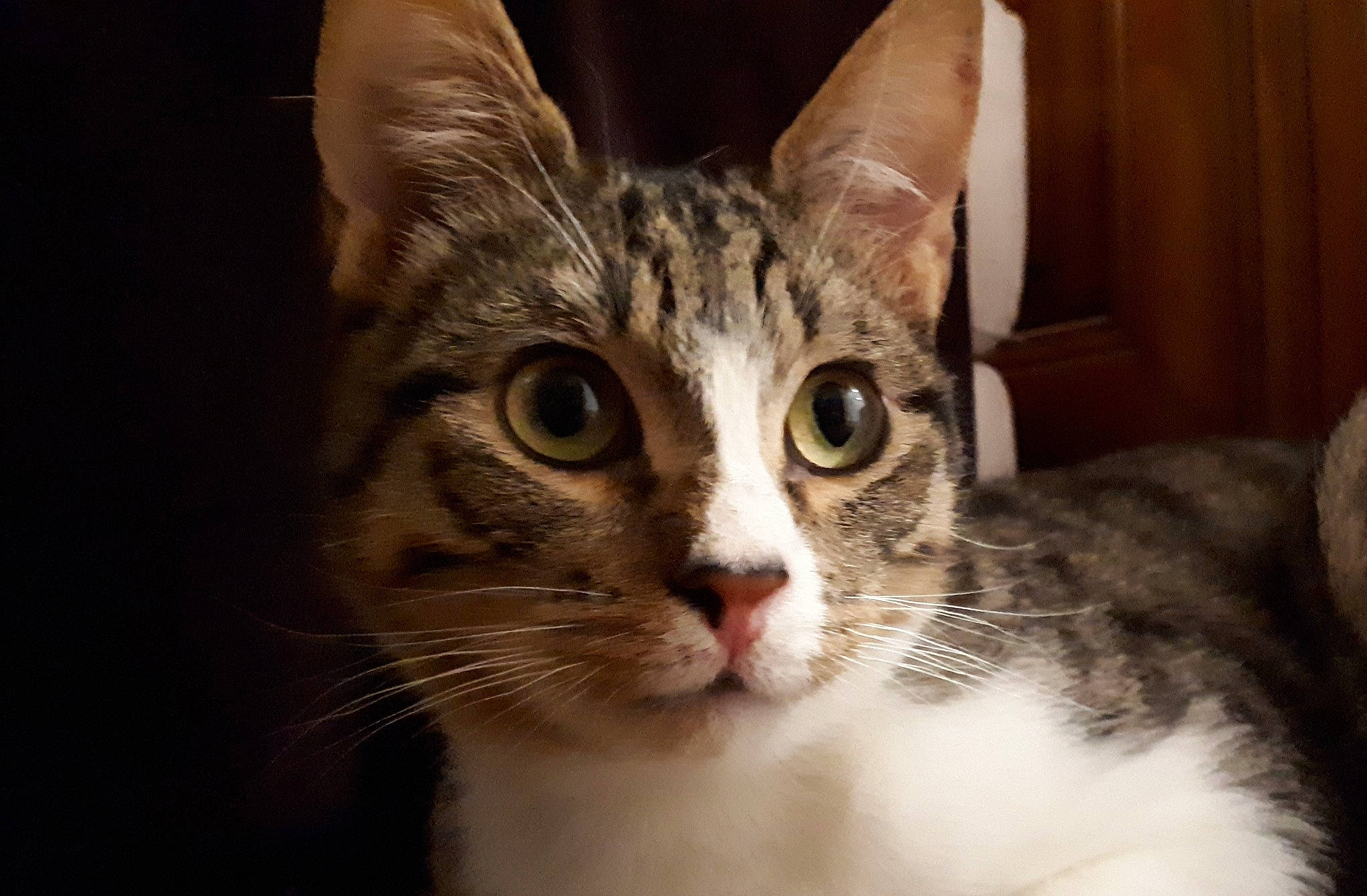 Grougrou a rejoint le concours — aidez-le/la à gagner de superbes lots ! aegean_cat, american_shorthair, american_wirehair, asian, australian_mist, carnivore, cat, domestic_short_haired_cat, dragon_li, european_shorthair, eye, felidae, head, mammal, nose, small_to_medium_sized_cats, snout, tabby_cat, vertebrate, whiskers