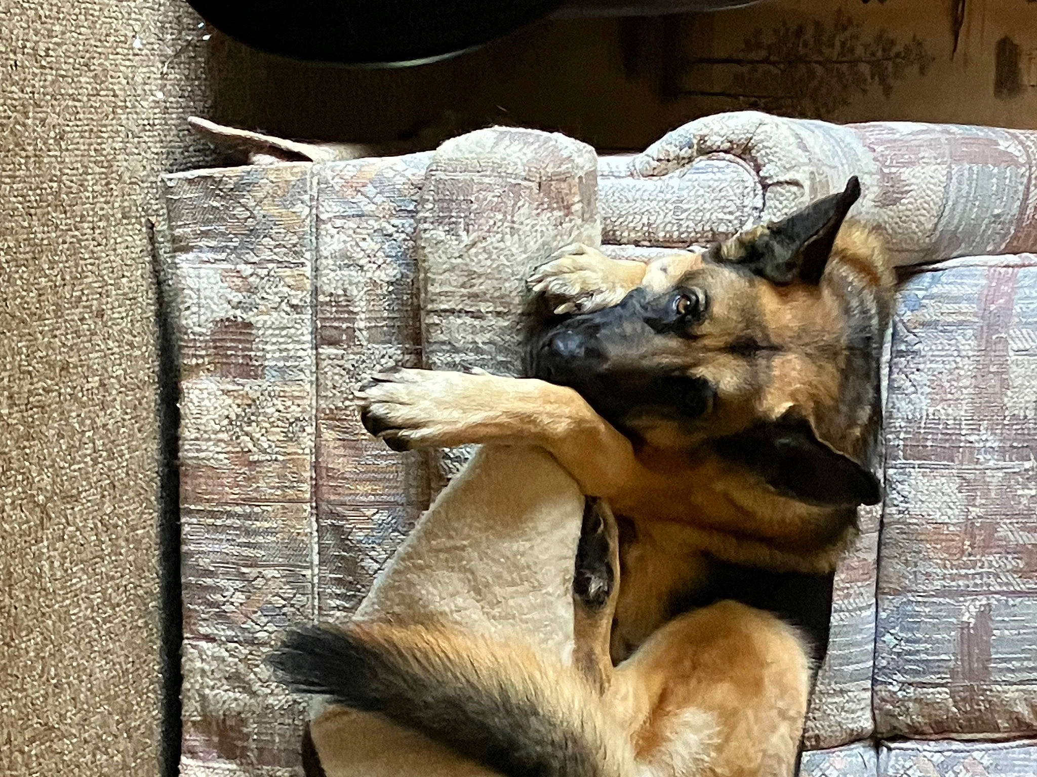 Mr Silvers is registered to the contest to win money with this photo: ancient_dog_breeds, art, canidae, carnivore, dog, dog_breed, fur, german_shepherd_dog, guard_dog, king_shepherd, lycaon_pictus, old_german_shepherd_dog, snout, terrestrial_animal, wildlife, wood, working_animal, working_dog