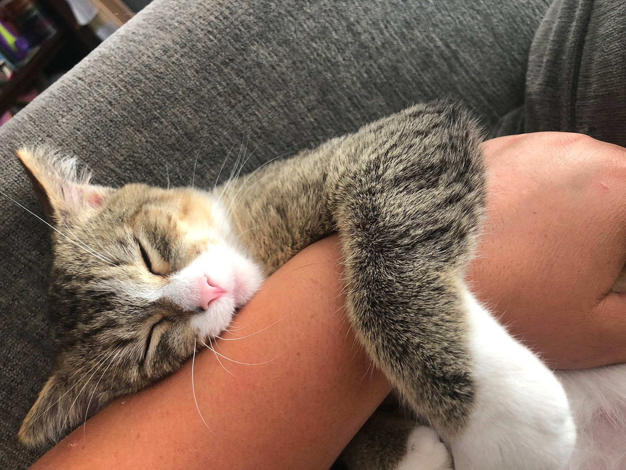 Lego joined the competition — help win amazing prizes! aegean_cat, american_wirehair, asian, carnivore, cat, domestic_short_haired_cat, dragon_li, ear, european_shorthair, felidae, fur, leg, mammal, nap, paw, polydactyl_cat, small_to_medium_sized_cats, snout, tabby_cat, whiskers