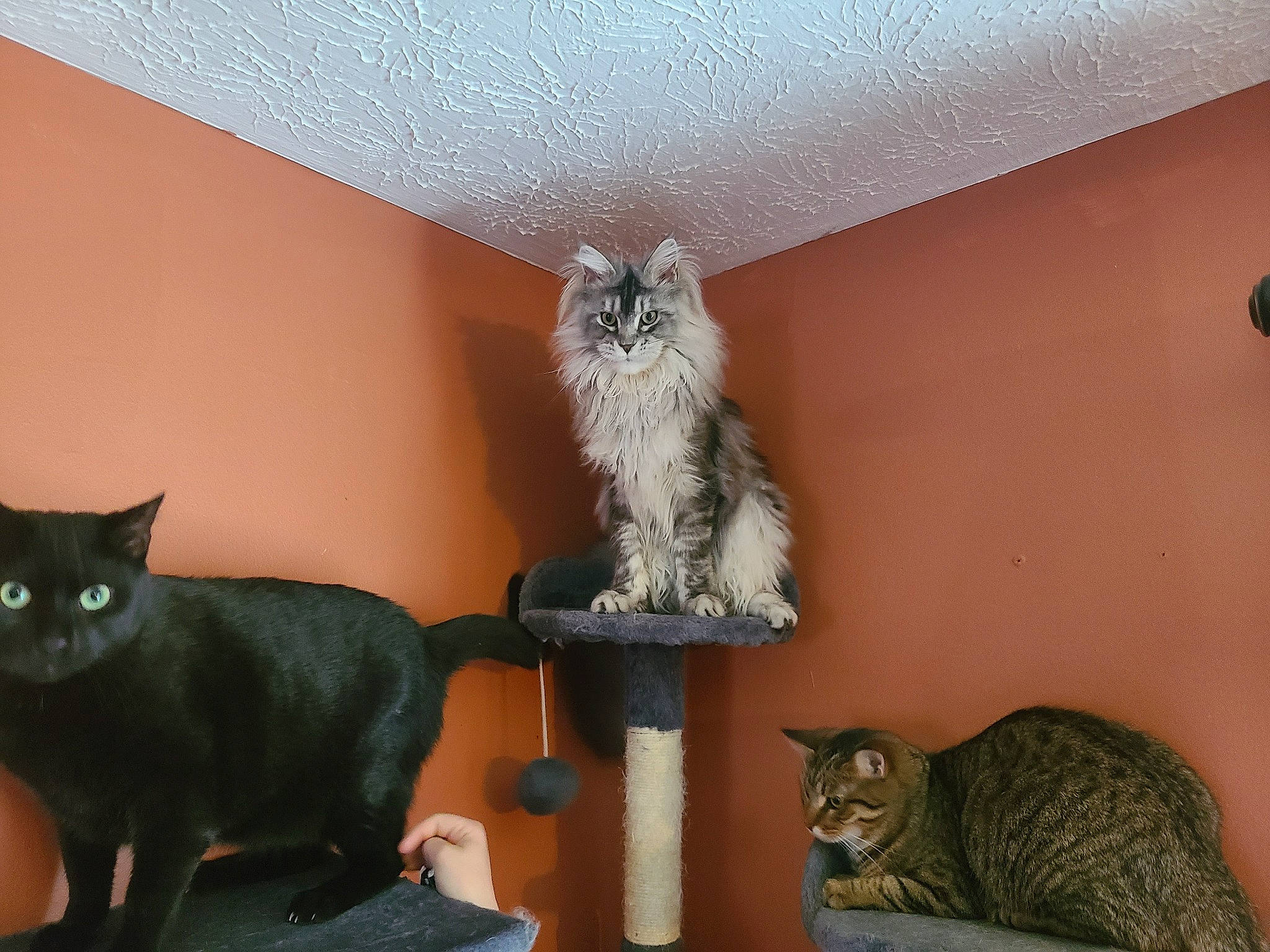 Motley is registered to the contest to win money with this photo: bombay, carnivore, cat, cat_supply, chair, domestic_short_haired_cat, fawn, felidae, fur, grey, mammal, plant, room, shelf, small_to_medium_sized_cats, tail, vertebrate, whiskers, window, wood