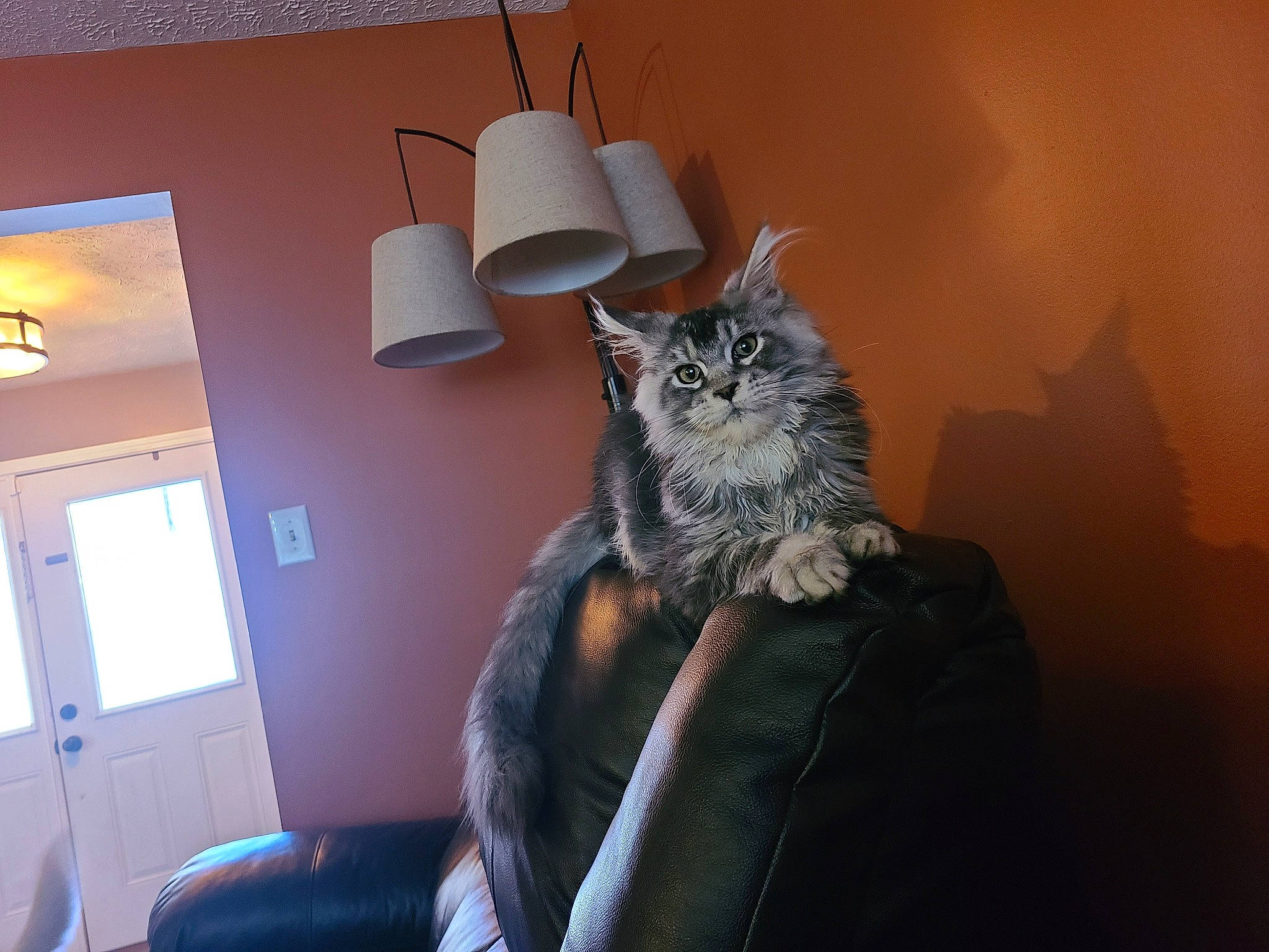 Motley joined the competition — help win amazing prizes! art, carnivore, cat, chair, comfort, couch, domestic_short_haired_cat, felidae, flowerpot, grey, house, interior_design, lamp, living_room, picture_frame, plant, small_to_medium_sized_cats, tail, whiskers, wood