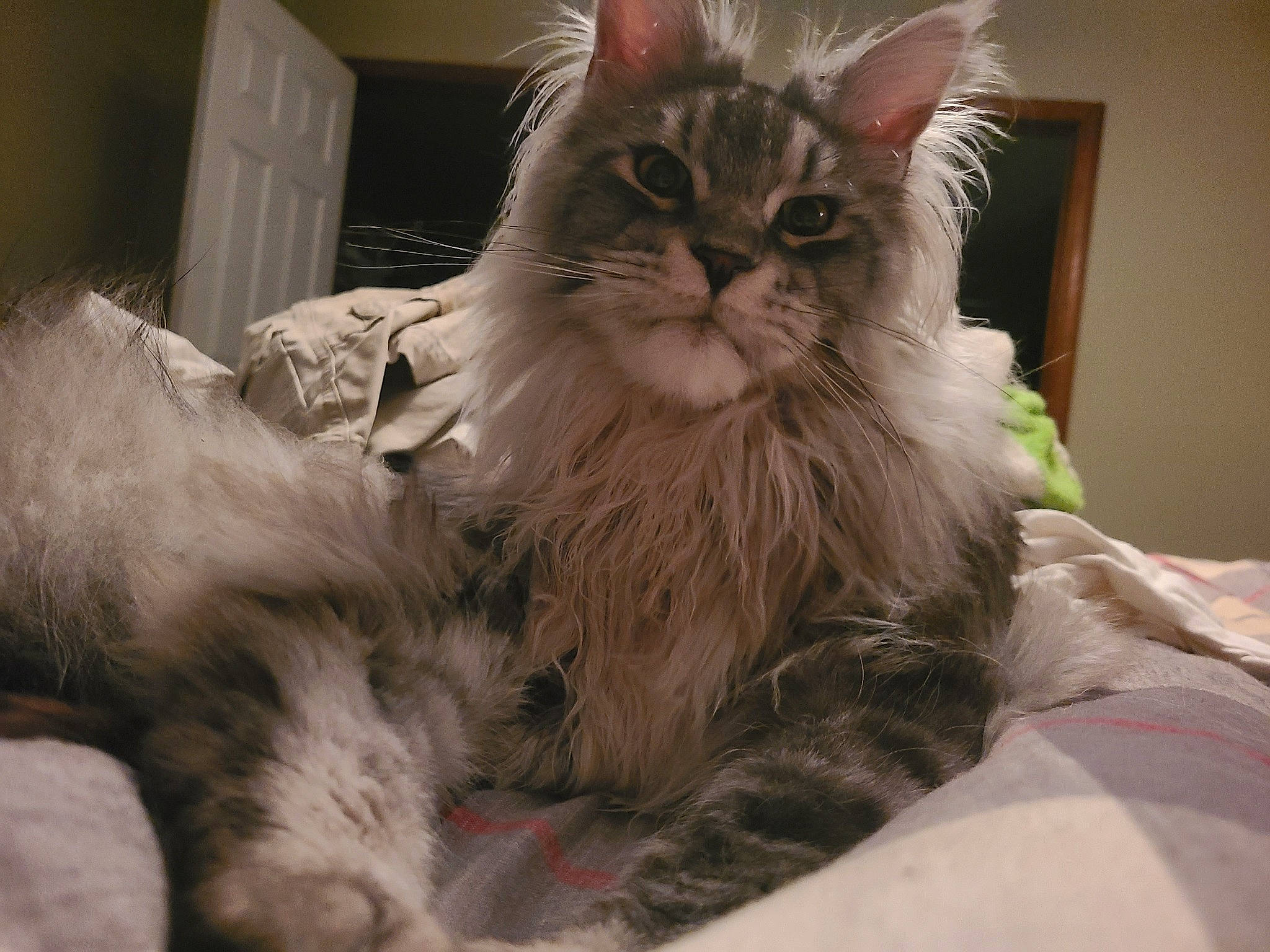 Motley joined the competition — help win amazing prizes! bed, british_longhair, cabinetry, carnivore, cat, chair, claw, comfort, drawer, fawn, felidae, fur, glasses, paw, persian, small_to_medium_sized_cats, snout, tail, terrestrial_animal, whiskers