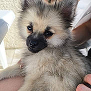 Abys a rejoint le concours — aidez-le/la à gagner de superbes lots ! animal, chair, close_up, curious, cute, dog, ears, eyes, face, fluffy, fur, lap, nose, outdoor, person_hand, pet, puppy, sitting, small_dog, wooden_fence
