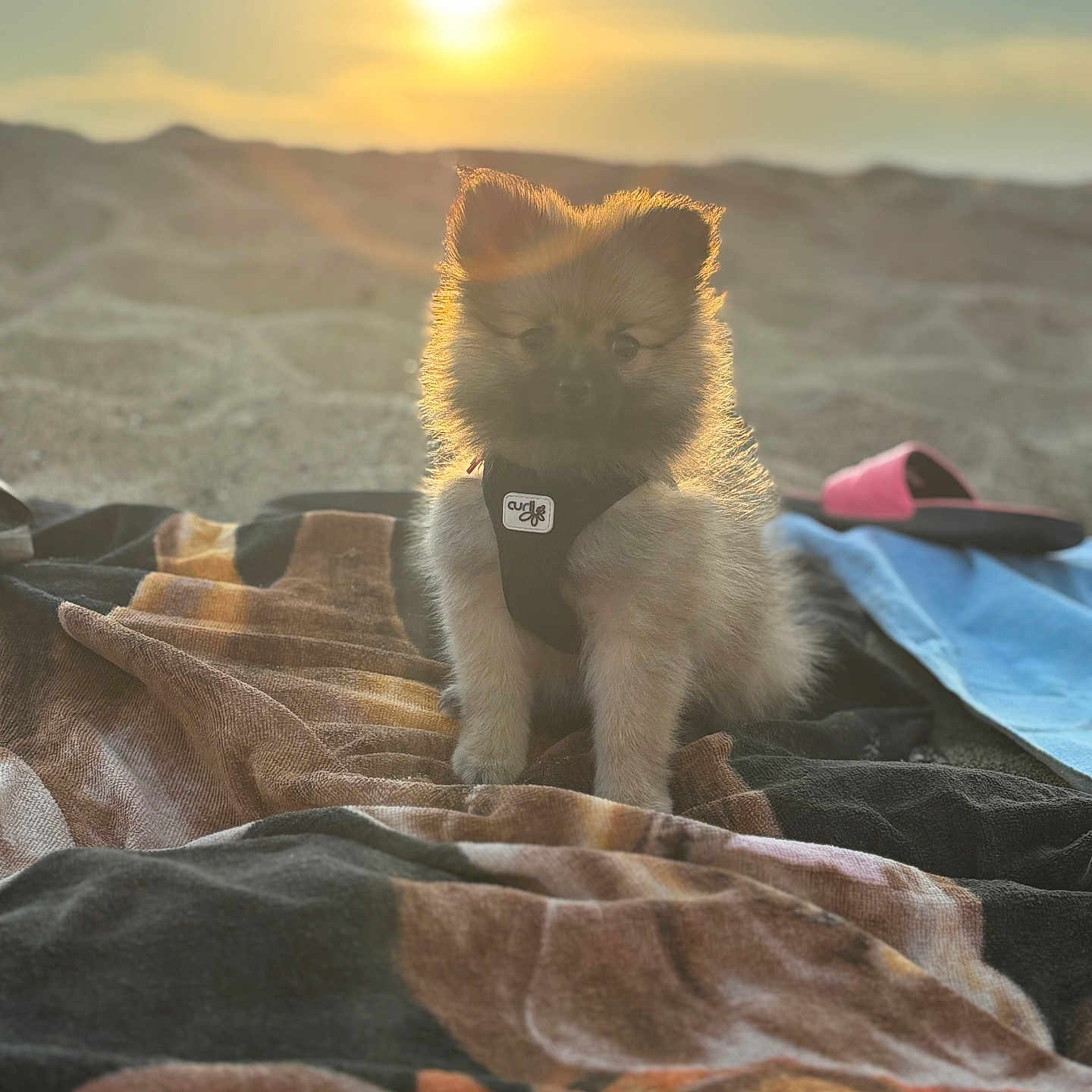 Abys a rejoint le concours — aidez-le/la à gagner de superbes lots ! animal, beach, cute, dog, fluffy, golden_hour, harness, nature, outdoor, pet, portrait, puppy, relaxing, sand, small_dog, summer, sunlight, sunset, towel, warm_light