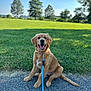 Goose is registered to the contest to win money with this photo: dog, golden_retriever, puppy, leash, outdoor, grass, park, trees, sunny, happy, pet, canine, animal, sitting, nature, smiling, daylight, path, blue, playful