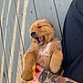 Goose is registered to the contest to win money with this photo: puppy, dog, golden_retriever, yawning, fur, cute, pet, animal, wooden_deck, sunlight, person, hand, camouflage, sleeve, outdoor, playful, young, adorable, resting, warm_light