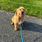 Goose joined the competition — help win amazing prizes! golden_retriever, puppy, dog, leash, smiling, tongue_out, grass, gravel, outdoor, sunny, happy, pet, canine, young_dog, collar, nature, animal, cute, sitting, daylight