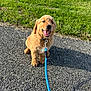 golden_retriever, puppy, dog, leash, smiling, tongue_out, grass, gravel, outdoor, sunny, happy, pet, canine, young_dog, collar, nature, animal, cute, sitting, daylight