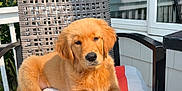 Goose is registered to the contest to win money with this photo: golden_retriever, puppy, dog, chair, cushion, outdoor, porch, sunlight, pet, animal, fur, relaxed, cute, pet_portrait, summer, wooden_deck, furniture, nature, daytime, canine