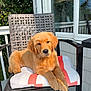 golden_retriever, puppy, dog, chair, cushion, outdoor, porch, sunlight, pet, animal, fur, relaxed, cute, pet_portrait, summer, wooden_deck, furniture, nature, daytime, canine