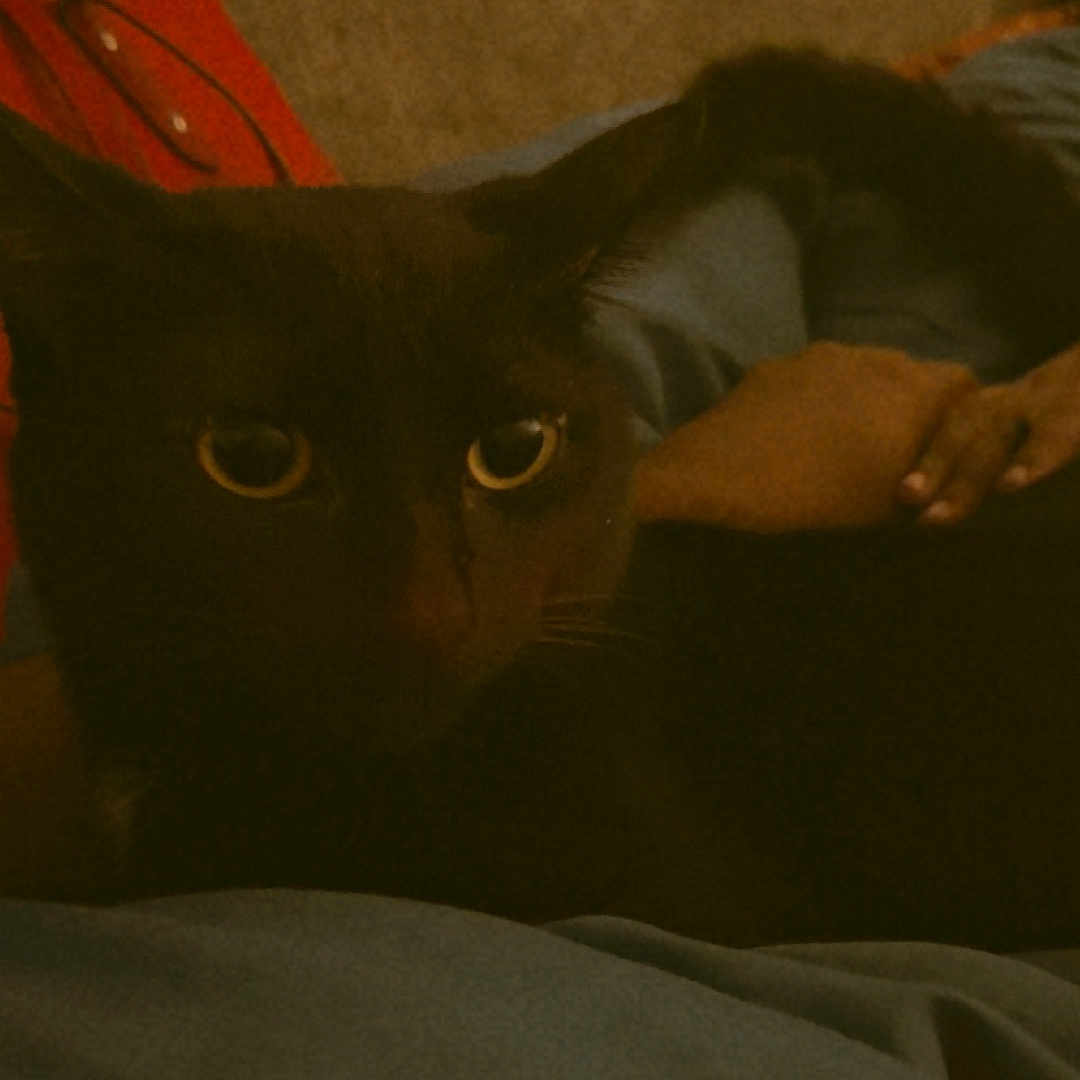 Loki joined the competition — help win amazing prizes! black_cat, cat, pet, animal, bed, hand, indoor, cozy, dark, resting, eyes, feline, cute, domestic_animal, close_up, sleepy, comfort, human_hand, text_overlay, casual