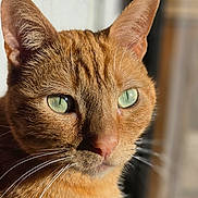 Chikis is registered to the contest to win money with this photo: animal, calm, cat, close_up, detailed, ears, face, feline, fur, ginger_cat, green_eyes, indoor, nose, orange_fur, pet, portrait, serene, sharp_focus, sunlight, whiskers