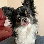Snoopy participe au concours pour gagner de l'argent avec cette photo : dog, chihuahua, pet, cute, tongue_out, fluffy, black_and_white, indoor, couch, pillow, ears, small_dog, head_tilt, fur, animal, companion, friendly, domestic, portrait, canine