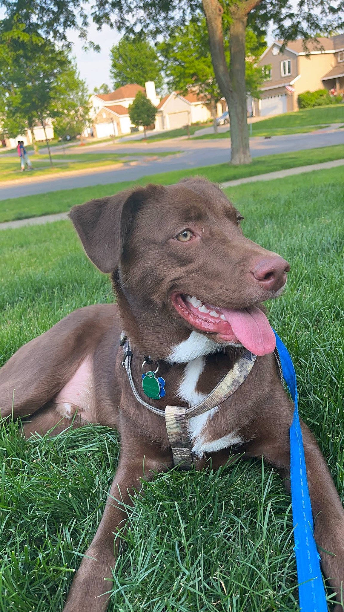 Rome joined the competition — help win amazing prizes! borador, building, carnivore, collar, companion_dog, dog, dog_breed, dog_collar, fashion_accessory, fawn, grass, gun_dog, leash, liver, plant, retriever, snout, sporting_group, tree, working_animal