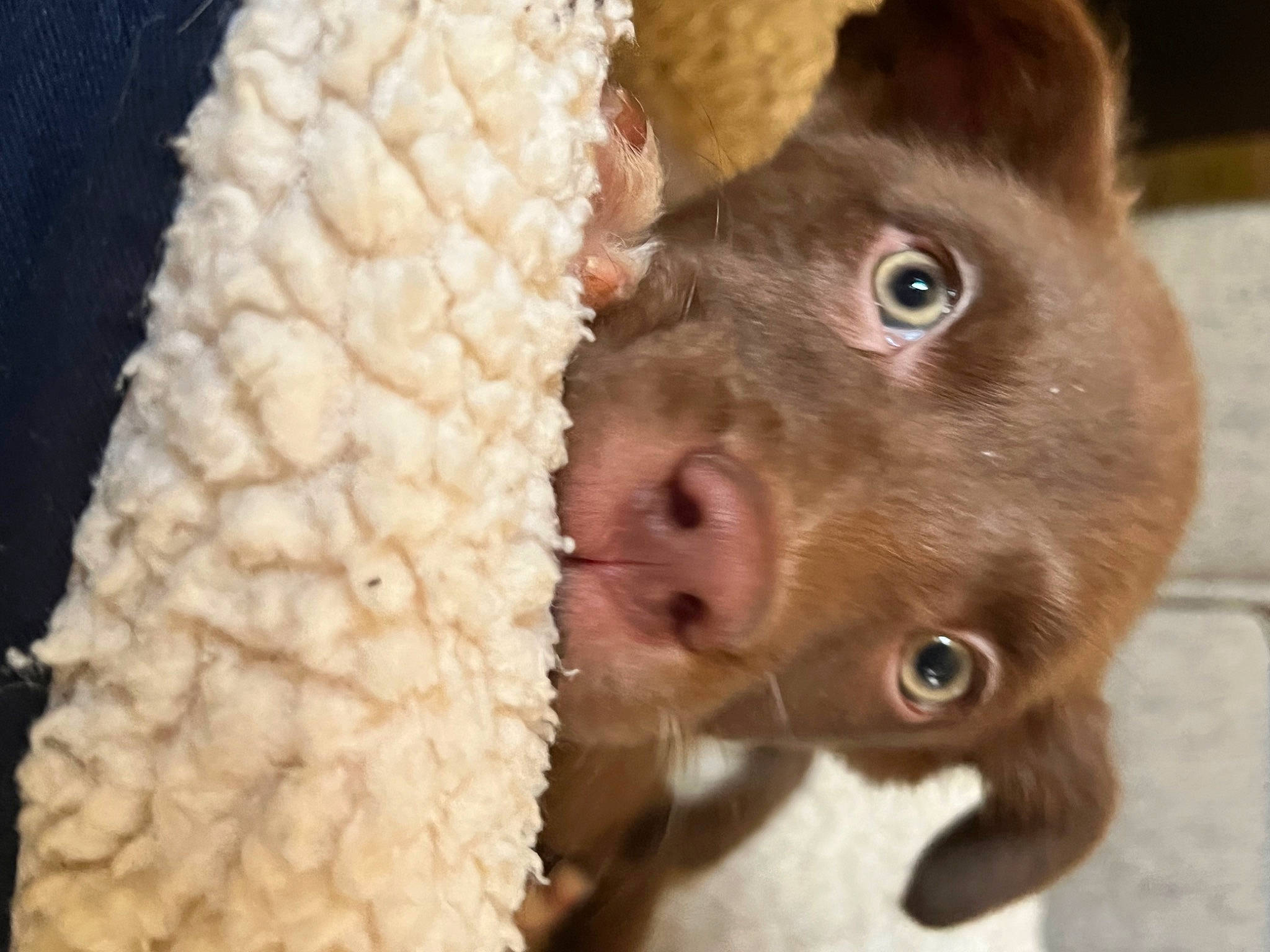 Rome joined the competition — help win amazing prizes! canidae, carnivore, close_up, companion_dog, corn, dog, dog_breed, fawn, fur, liver, paw, produce, rodent, snout, sporting_group, terrestrial_animal, whiskers, wool, woolen, working_animal