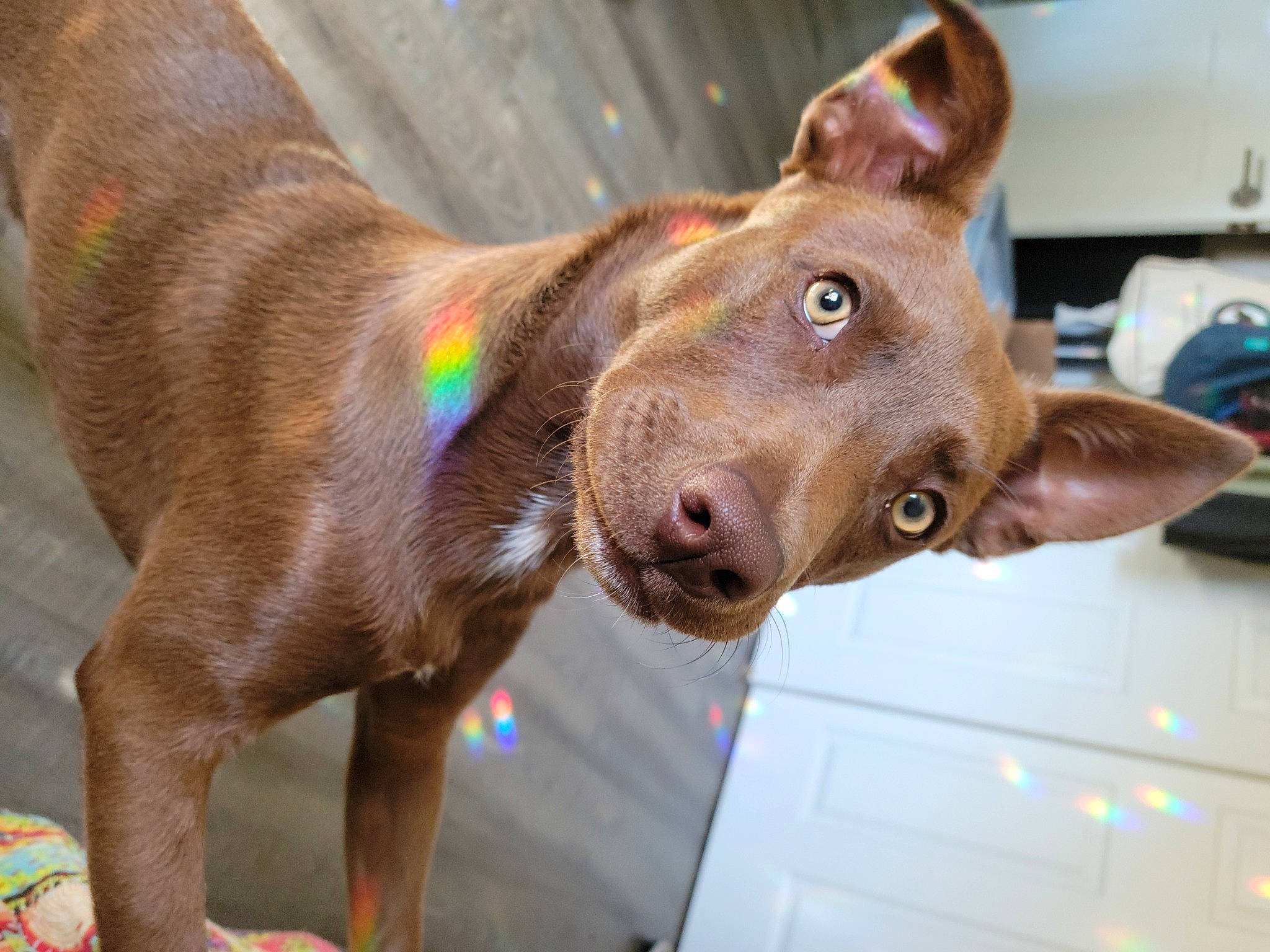 Sir Woofgang is registered to the contest to win money with this photo: brown, canidae, carnivore, collar, companion_dog, dog, dog_breed, dog_collar, ear, fawn, fur, liver, snout, sporting_group, whiskers, working_animal