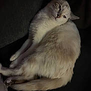 Angelina is registered to the contest to win money with this photo: cat, close_up, content, cream_fur, cute, dark_background, dim_lighting, ear, feline, fluffy, indoor, lying_down, paw, pet, portrait, relaxed, sofa, tail, whiskers, white_fur