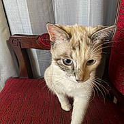 Angelina joined the competition — help win amazing prizes! cat, feline, pet, chair, red_chair, upholstery, whiskers, paw, indoor, curtain, wooden_armrest, close_up, portrait, sitting, curious, blue_eyes, domestic_cat, fur, furniture, home