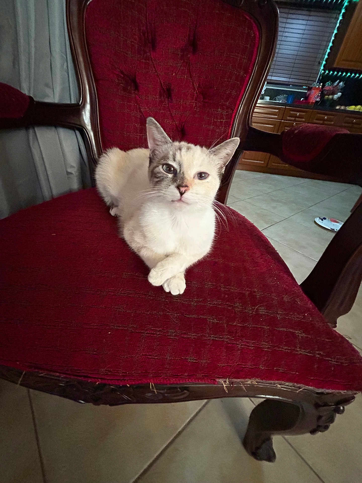 Angelina is registered to the contest to win money with this photo: cat, kitten, chair, antique_chair, red_upholstery, crossed_paws, indoor, tile_floor, kitchen, dining_room, furniture, portrait, pet, whiskers, pointy_ears, relaxed, looking_at_camera, white_and_gray_fur, cozy, home