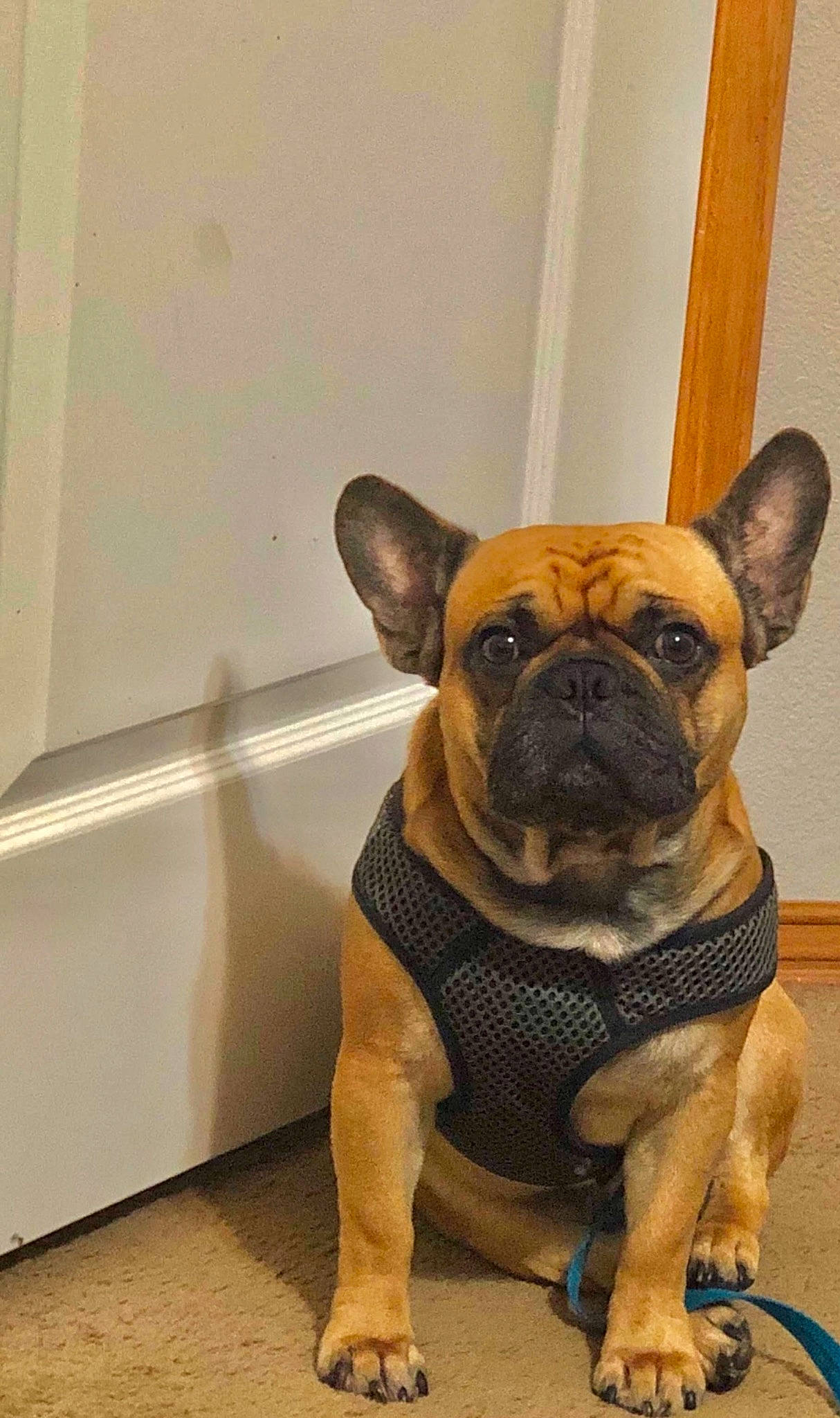Ralphie joined the competition — help win amazing prizes! ancient_dog_breeds, bulldog, canidae, carnivore, companion_dog, dog, dog_breed, dog_collar, ear, fawn, flooring, french_bulldog, molosser, snout, sporting_group, terrestrial_animal, toy_dog, whiskers, working_animal, wrinkle