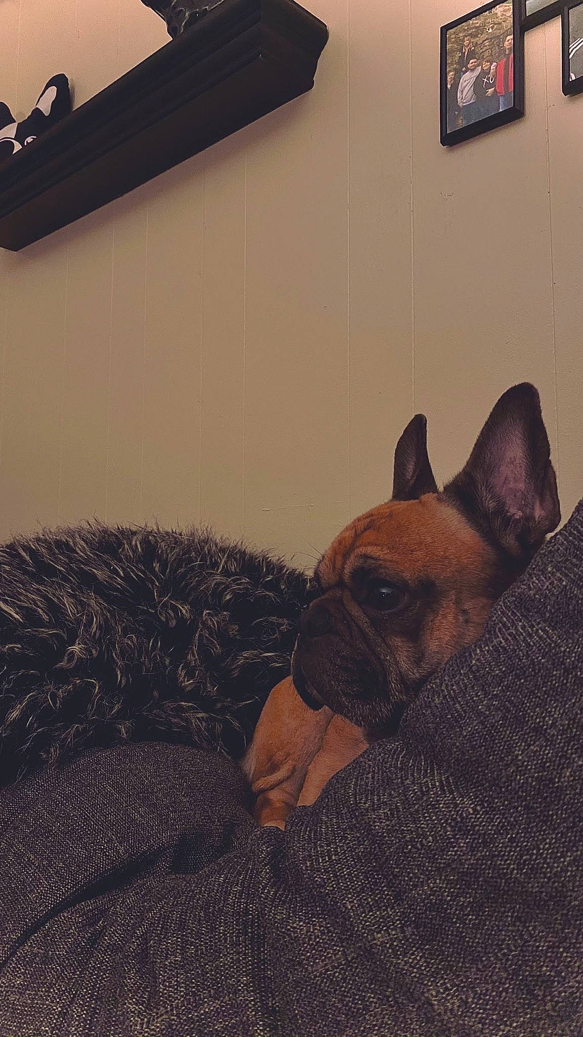 Ralphie is registered to the contest to win money with this photo: carnivore, comfort, companion_dog, dog, dog_breed, fawn, felidae, floor, flooring, fur, hardwood, linens, picture_frame, room, snout, sporting_group, tail, terrestrial_animal, whiskers, wood