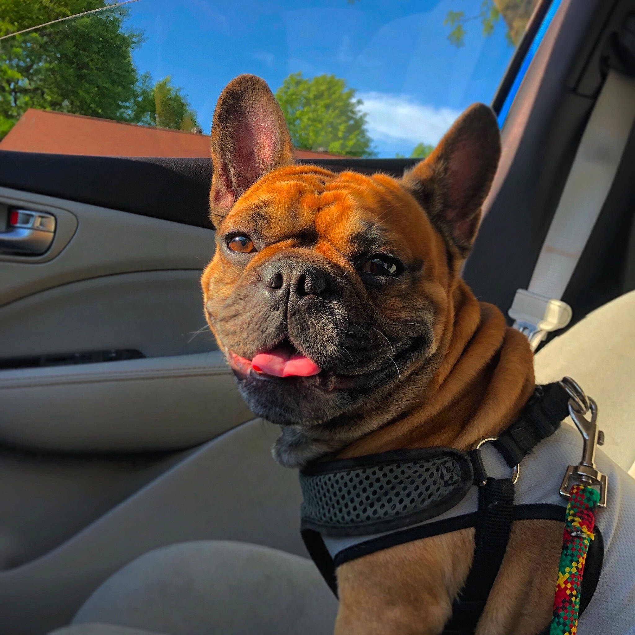 Ralphie joined the competition — help win amazing prizes! bulldog, carnivore, cloud, collar, companion_dog, dog, dog_breed, dog_collar, fawn, grass, hood, sky, snout, tree, vehicle, vehicle_door, whiskers, window, working_animal, wrinkle