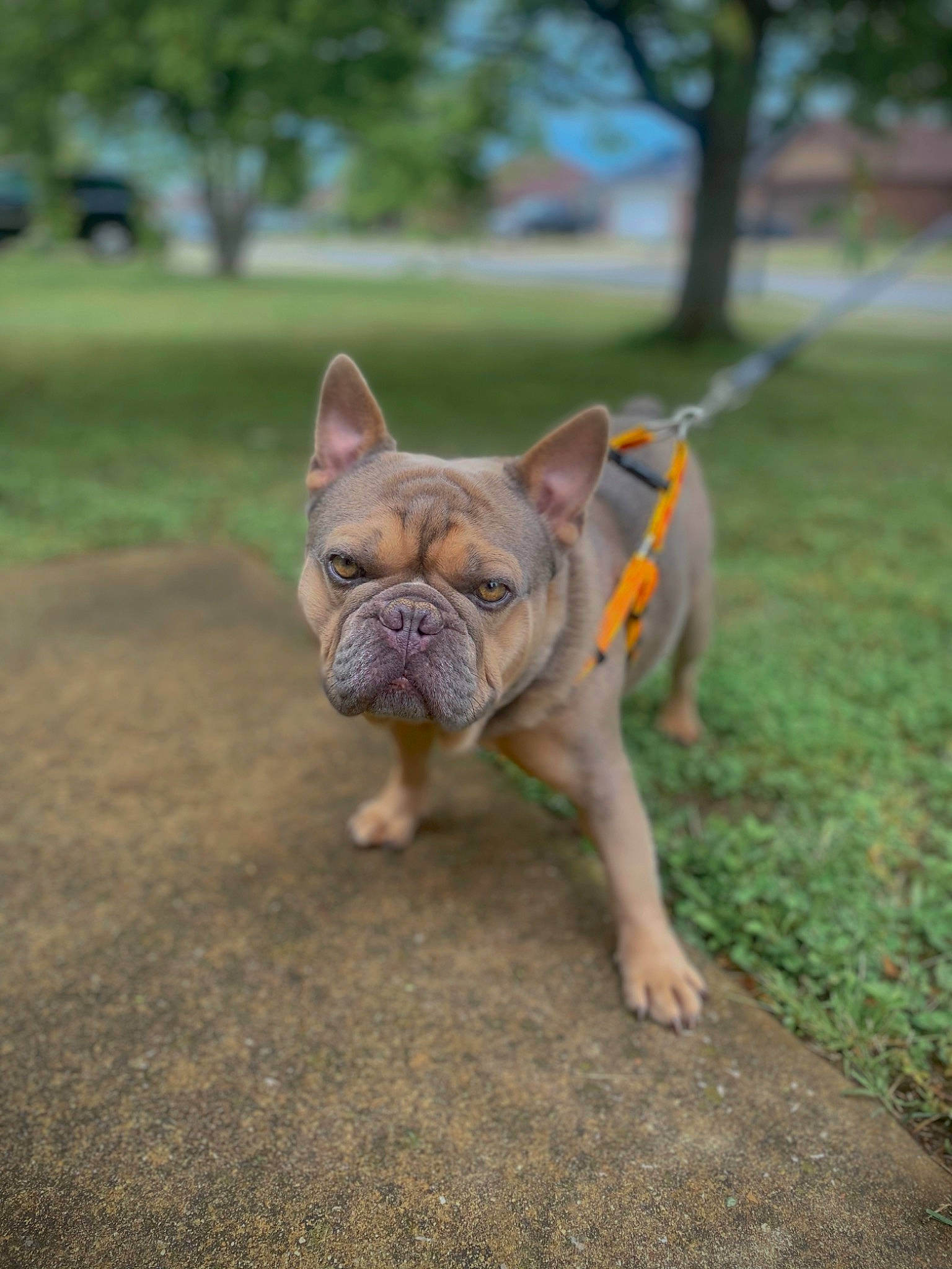 Benny is registered to the contest to win money with this photo: bulldog, canidae, carnivore, companion_dog, dog, dog_breed, fawn, french_bulldog, grass, molosser, plant, snout, sporting_group, terrestrial_animal, toy_dog, tree, whiskers, wildlife, working_dog, wrinkle