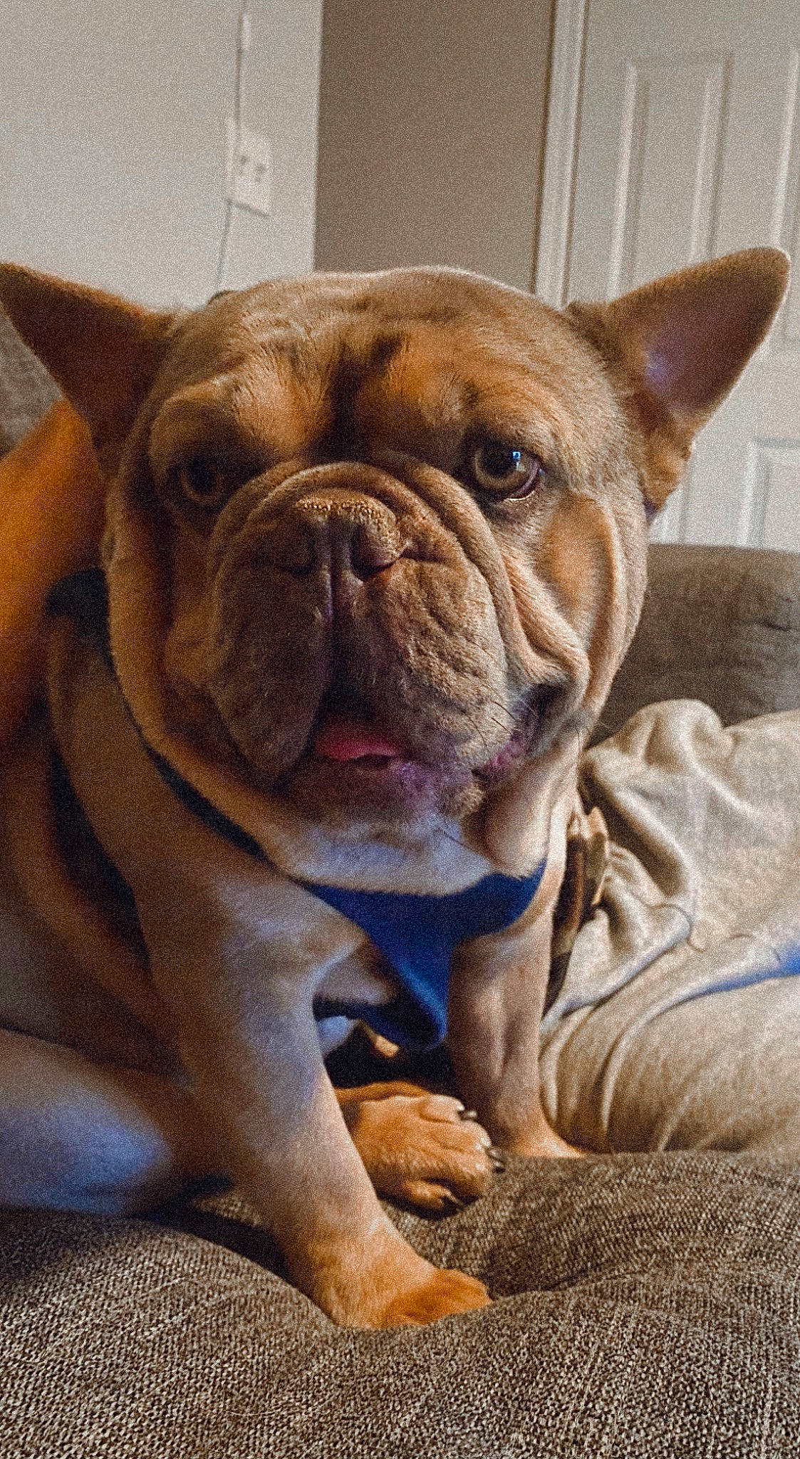 Benny joined the competition — help win amazing prizes! ancient_dog_breeds, bulldog, canidae, carnivore, comfort, companion_dog, dog, dog_breed, fawn, non_sporting_group, old_english_bulldog, snout, sporting_group, terrestrial_animal, whiskers, working_animal, wrinkle