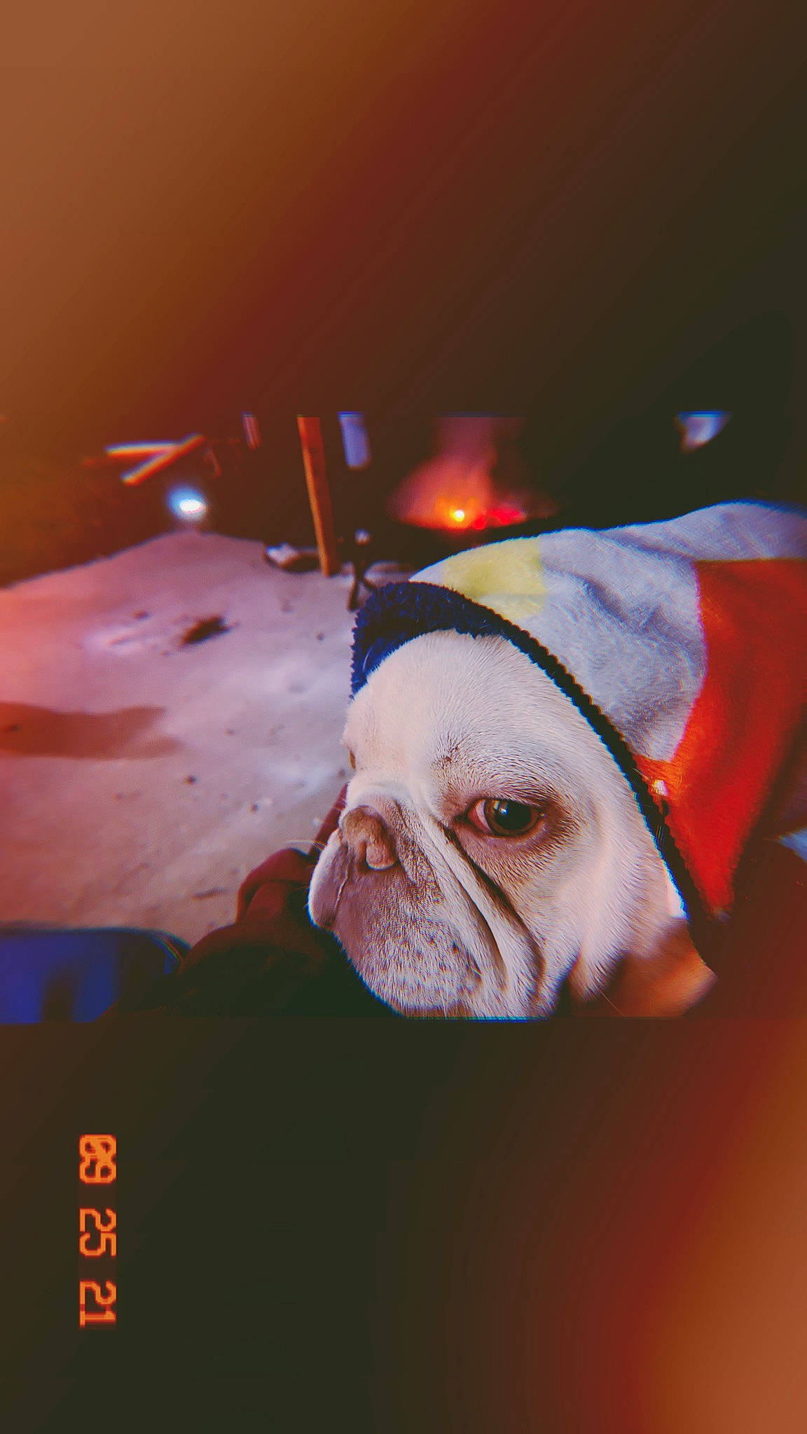 Caine is registered to the contest to win money with this photo: bulldog, canidae, carnivore, comfort, companion_dog, dog, dog_breed, ear, event, fawn, fur, head, linens, snout, sporting_group, terrestrial_animal, toy_dog, whiskers, white_english_bulldog, wrinkle