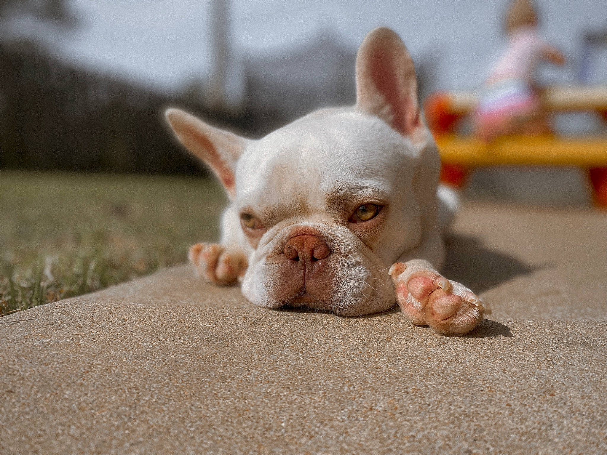 Caine is registered to the contest to win money with this photo: art, canidae, carnivore, close_up, comfort, companion_dog, dog, dog_breed, ear, eye, fawn, grass, non_sporting_group, snout, sporting_group, terrestrial_animal, toy_dog, whiskers, wildlife, working_animal