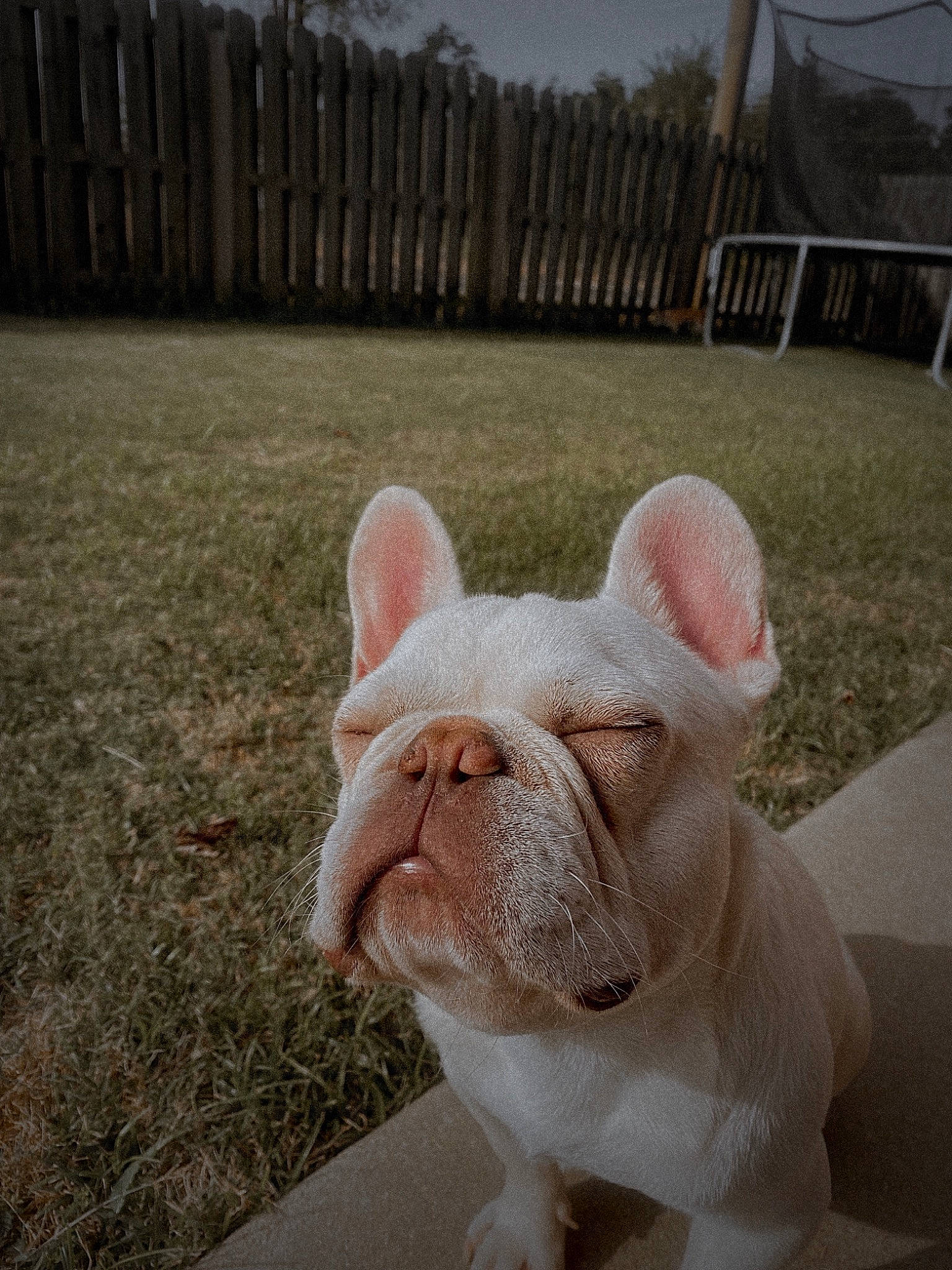 Caine is registered to the contest to win money with this photo: bulldog, carnivore, companion_dog, dog_breed, ear, fawn, felidae, fence, foot, grass, home_fencing, human_leg, livestock, snout, tail, terrestrial_animal, toy, whiskers, wood, working_animal