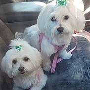 Chloe And Abby is registered to the contest to win money with this photo: dog, white_dog, small_dog, pet, car_seat, harness, bow, cute, fluffy, animal, indoors, leash, sitting, two_dogs, companion, adorable, furry, transport, passenger, friendly