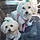 Chloe And Abby
