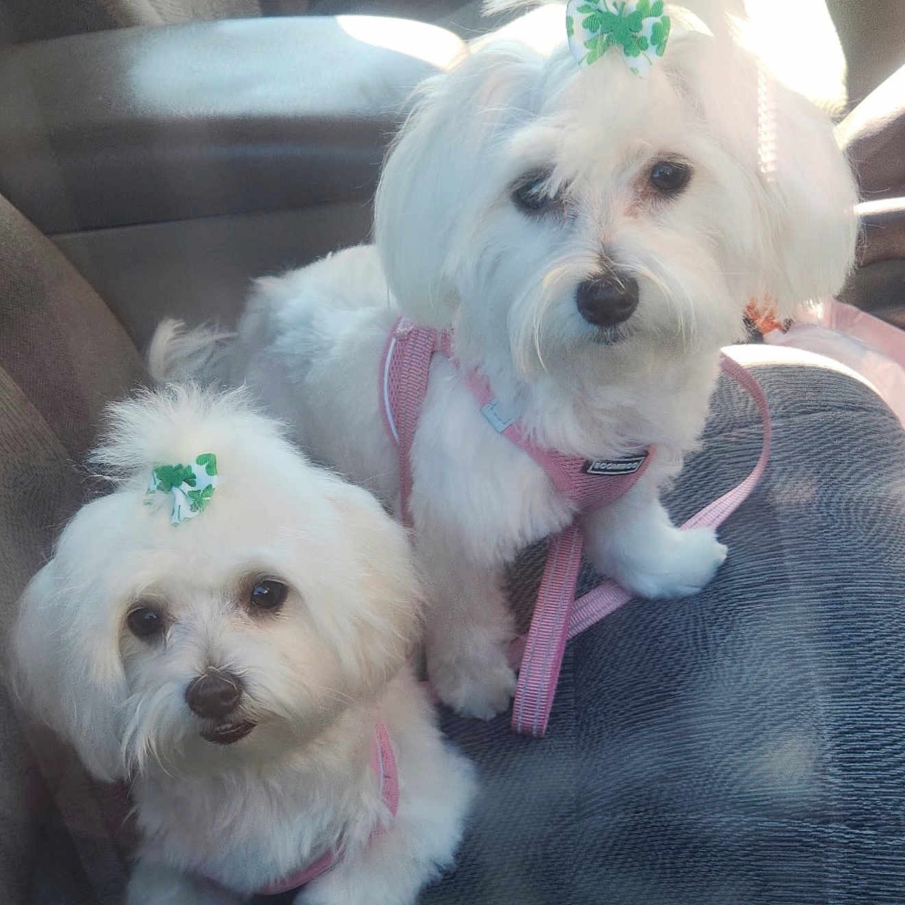 Chloe And Abby is registered to the contest to win money with this photo: dog, white_dog, small_dog, pet, car_seat, harness, bow, cute, fluffy, animal, indoors, leash, sitting, two_dogs, companion, adorable, furry, transport, passenger, friendly