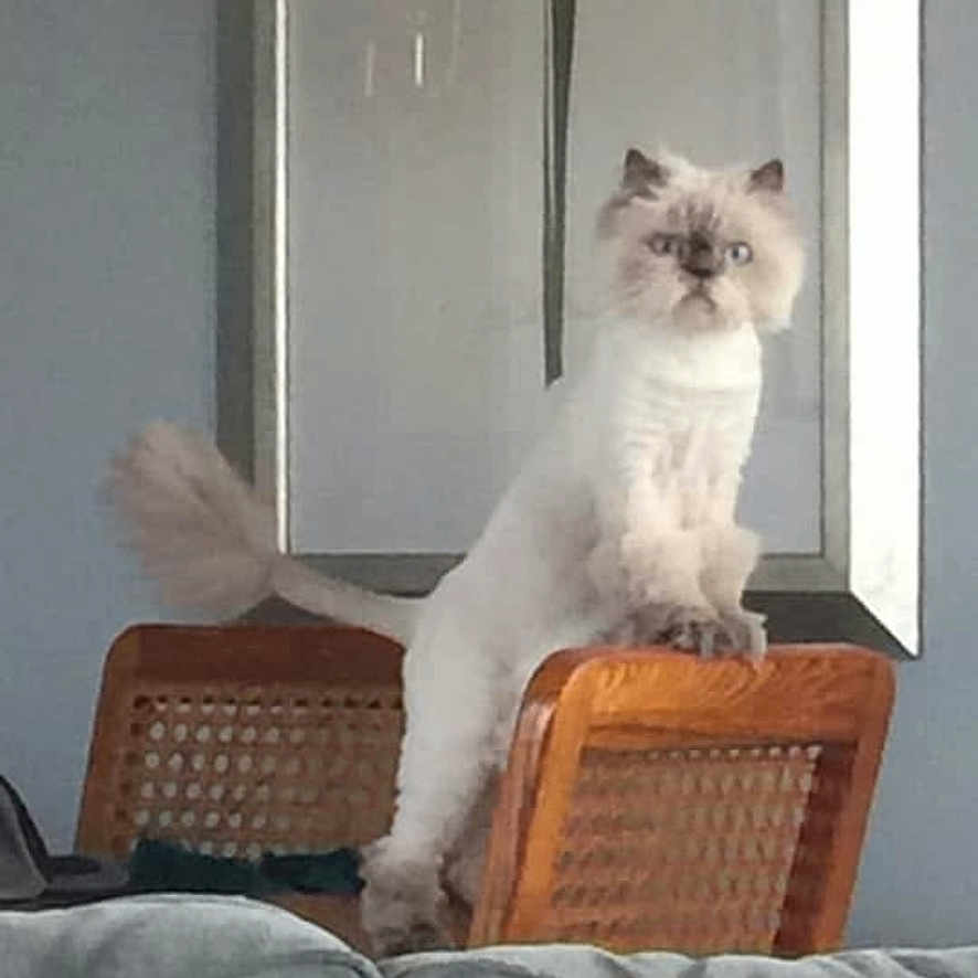 Morvin is registered to the contest to win money with this photo: cat, fluffy_cat, chair, wooden_chair, couch, living_room, indoor, artwork, flower_painting, pet, animal, furniture, decor, home, curious, standing, pose, tail, window_light, cozy