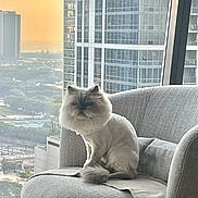Morvy joined the competition — help win amazing prizes! cat, fluffy_cat, chair, indoor, window, cityscape, sunset, building, urban, pet, furniture, gray, cozy, domestic_animal, mammal, sitting, relaxing, daylight, quiet, comfortable