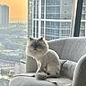 cat, fluffy_cat, chair, indoor, window, cityscape, sunset, building, urban, pet, furniture, gray, cozy, domestic_animal, mammal, sitting, relaxing, daylight, quiet, comfortable