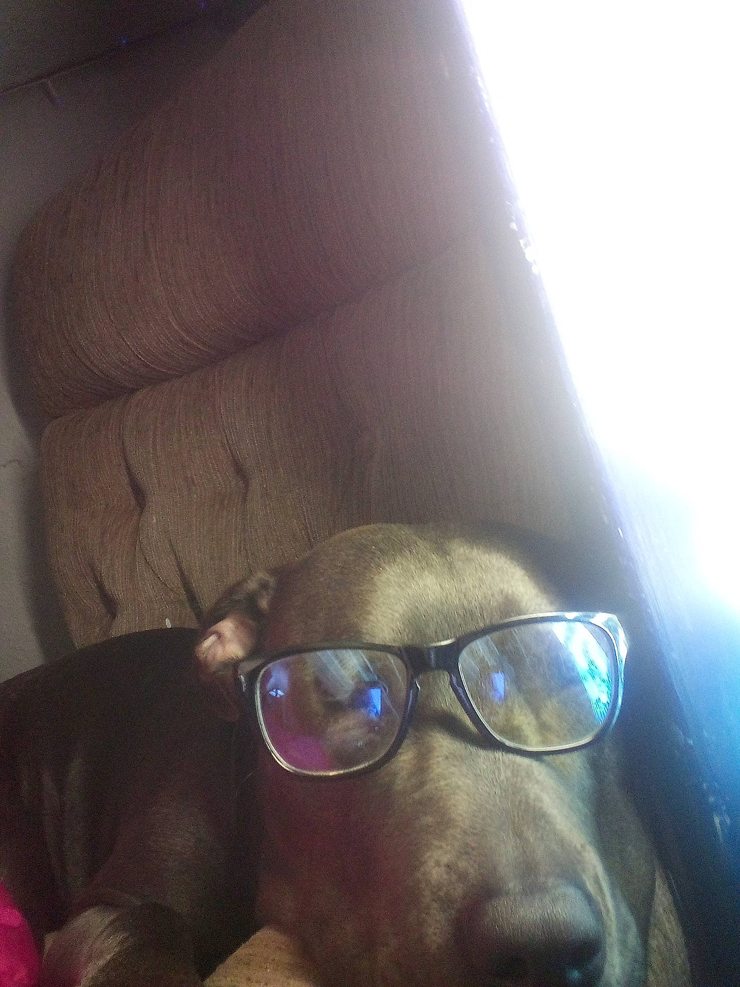 Maisey joined the competition — help win amazing prizes! accessories, animal, canine, chair, couch, cushion, dog, face, furniture, glasses, head, homedecor, hound, person, pet, photography, portrait, puppy, sleeping, sunglasses