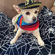 Benito is registered to the contest to win money with this photo: dog, small_dog, sombrero, hat, colorful_bandana, blanket, spiderweb_pattern, brown_couch, pet, animal, cute, indoor, resting, fur, ears, paws, face, portrait, costume, adorable