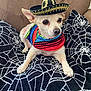 dog, small_dog, sombrero, hat, colorful_bandana, blanket, spiderweb_pattern, brown_couch, pet, animal, cute, indoor, resting, fur, ears, paws, face, portrait, costume, adorable