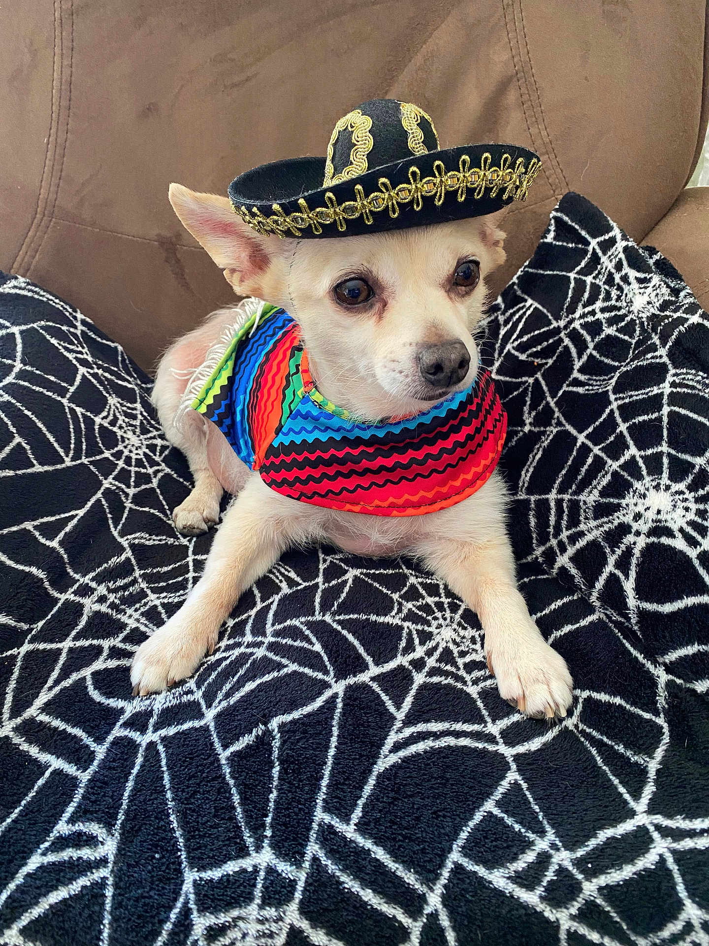 Benito is registered to the contest to win money with this photo: dog, small_dog, sombrero, hat, colorful_bandana, blanket, spiderweb_pattern, brown_couch, pet, animal, cute, indoor, resting, fur, ears, paws, face, portrait, costume, adorable