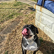 Zeus joined the competition — help win amazing prizes! dog, tongue, licking, black_and_white, pet, outdoor, grass, leash, collar, sidewalk, car, shadow, sunlight, stone_wall, blue_tarp, paw, nose, playful, animal, daytime
