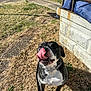 dog, tongue, licking, black_and_white, pet, outdoor, grass, leash, collar, sidewalk, car, shadow, sunlight, stone_wall, blue_tarp, paw, nose, playful, animal, daytime