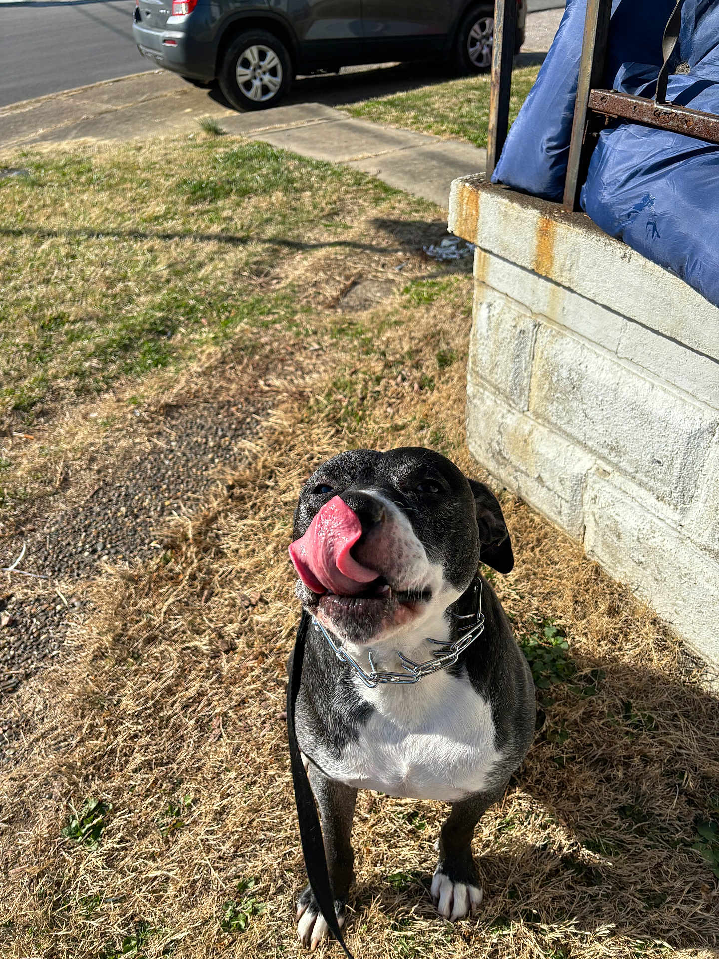 Zeus joined the competition — help win amazing prizes! dog, tongue, licking, black_and_white, pet, outdoor, grass, leash, collar, sidewalk, car, shadow, sunlight, stone_wall, blue_tarp, paw, nose, playful, animal, daytime
