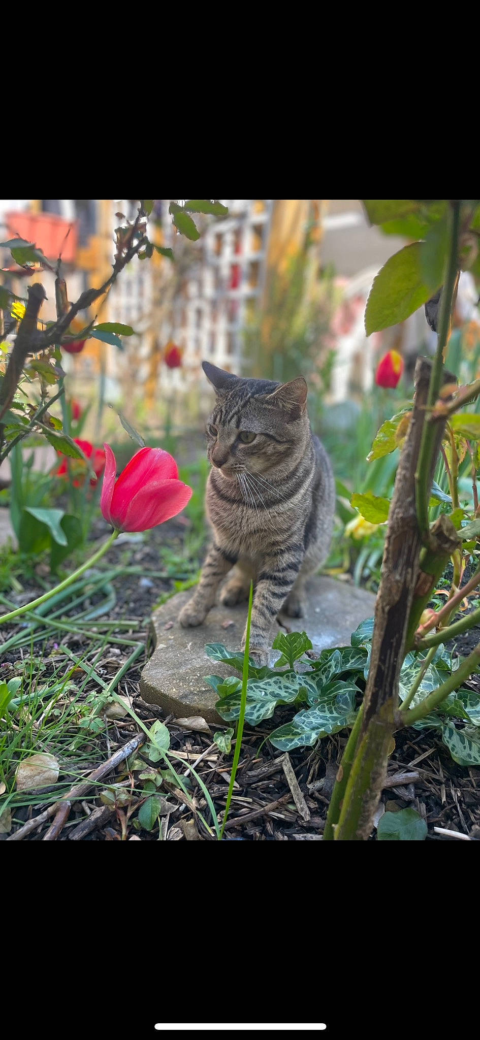 Snoup a rejoint le concours — aidez-le/la à gagner de superbes lots ! adaptation, branch, carnivore, cat, fawn, felidae, flower, fur, grass, mammal, organism, petal, plant, small_to_medium_sized_cats, snout, tail, terrestrial_animal, terrestrial_plant, vertebrate, whiskers