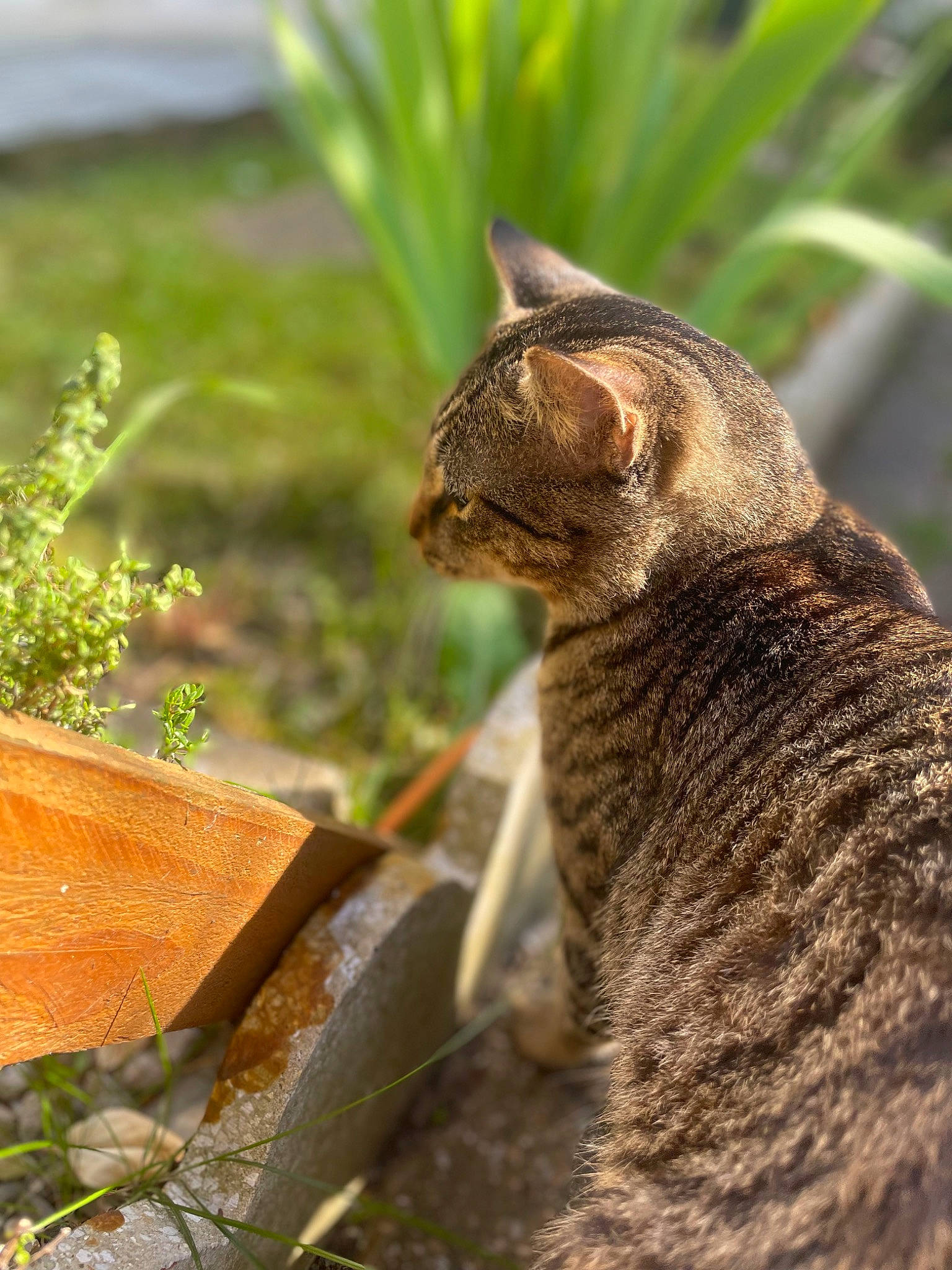 Snoup participe au concours pour gagner de l'argent avec cette photo : carnivore, cat, claw, domestic_short_haired_cat, felidae, fur, grass, organism, paw, plant, plant_stem, small_to_medium_sized_cats, soil, tail, terrestrial_animal, terrestrial_plant, trunk, whiskers, wildlife, wood