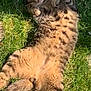 Snoup a rejoint le concours — aidez-le/la à gagner de superbes lots ! big_cats, carnivore, cat, claw, domestic_short_haired_cat, fawn, felidae, fur, grass, mammal, paw, photo_caption, plant, small_to_medium_sized_cats, snout, tail, terrestrial_animal, vertebrate, whiskers, wildlife